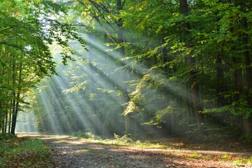 Autumn dawn in forest