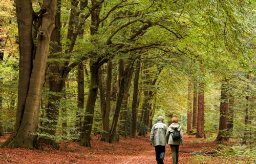 Rear view on senior couple walking through forest in autumn Rear view on senior couple walking through forest in autumn